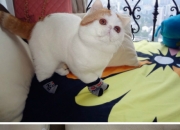 英雄联盟总决赛时间-双星耀沙场，曼城铁蹄踏荒漠，劳塔罗寒刃斩心魔