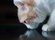 英雄联盟总决赛赛程-沙海银蛇破夜时，无名之辈伊萨克与他的不可能超车