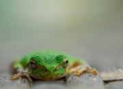 英雄联盟总决赛赛程-跨越时空的巅峰对决，恩比德无解得分狂潮，上海队小快灵终极逆转