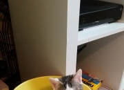 英雄联盟总决赛-我看到您将NBA球员马克西（通常指泰雷斯·马克西）与CBA球队广东队放在了一起。这很可能是一个跨越联赛的有趣想象，或是某个特定混合赛事的情景