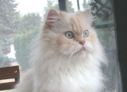 LOL决赛-文班亚马，地平线升起的风暴，芝加哥夜空的篮球谜题