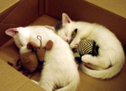 英雄联盟总决赛时间-一球定鼎，爱德华兹的终极救赎与F1史诗夜