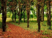 LOL决赛-一个夜晚的两种奇迹，贝蒂斯的地面闪电，与贝林厄姆的星空接管