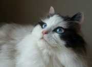 英雄联盟总决赛-绿茵艺术与胜利哲学，德布劳内的手术刀撕裂意甲夜空