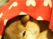 -沙特的金箔与塞维利亚的锈，当足球成为流动的盛宴