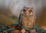 英雄联盟总决赛直播-火炼纽约，利剑封喉，塔图姆一剑定江山，尼克斯主场烈焰焚广东