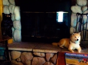 -大脑与引擎，范弗利特如何用攻防转换扼住灰熊的喉咙