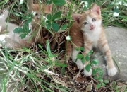 LOL决赛-当塔图姆在赛道终点线前按下离合器，爵士的第7场加时赛刚刚开始