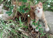 LOL决赛-当塔图姆在赛道终点线前按下离合器，爵士的第7场加时赛刚刚开始