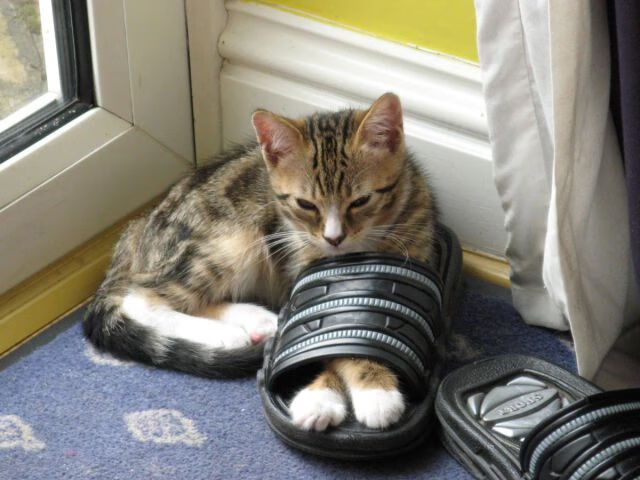 突尼斯斩落马赛,阿劳霍制胜表现铸就绿茵传奇