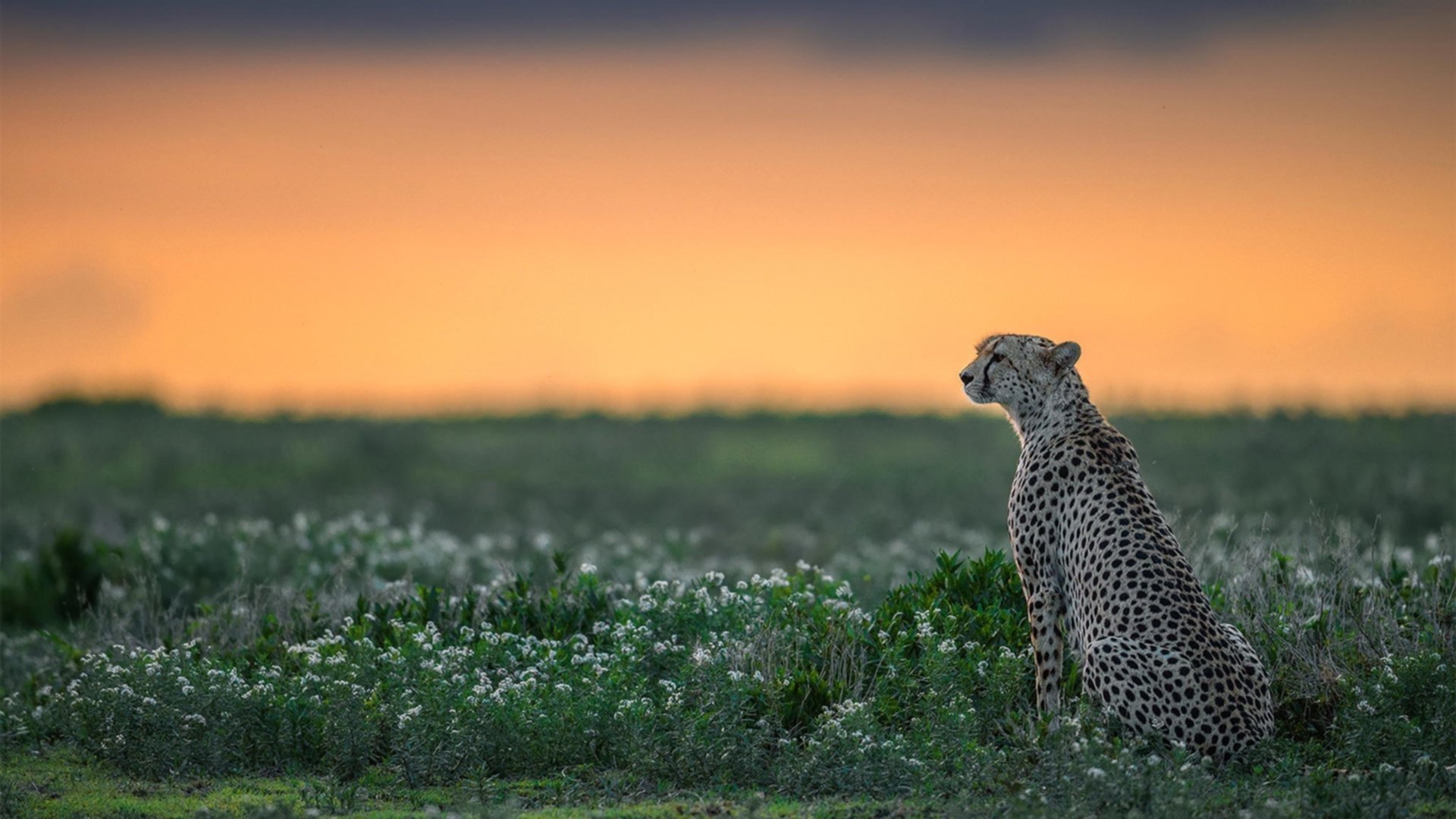 看到这三个关键词,我意识到您想将两个不同维度的足球叙事编织在一起—一个关于个人在俱乐部的高光时刻,一个关于国家队在洲际大赛的征程。一个好的故事需要将它们巧妙衔接,赋予其情感与象征意义