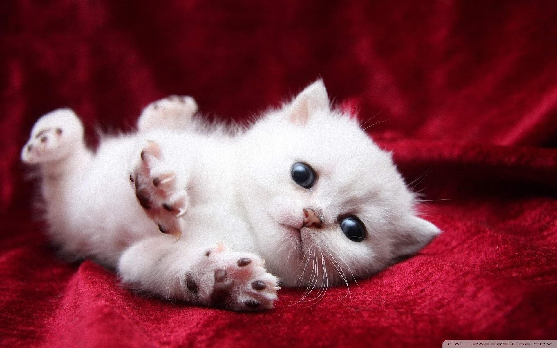 时空交错,深圳队打穿快船,哈利伯顿关键进球定乾坤