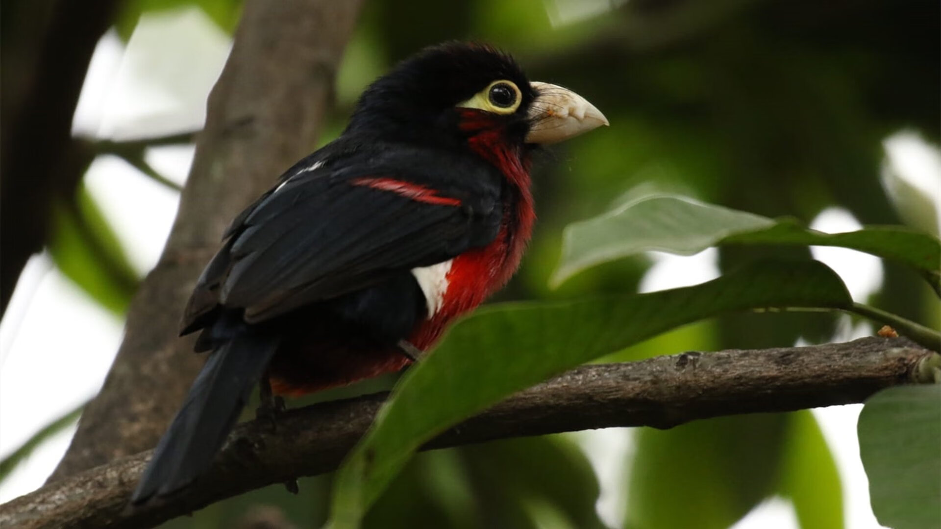 平行宇宙错位之夜,当塔图姆在魔术队爆发,山西男篮在加时赛看见倒影