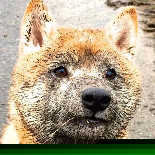 当欧冠剧本被CBA球队改写,深圳用数字灵魂胜出掘金