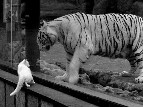 冰封迈阿密,当保罗的稳态冻结了热火的烈焰