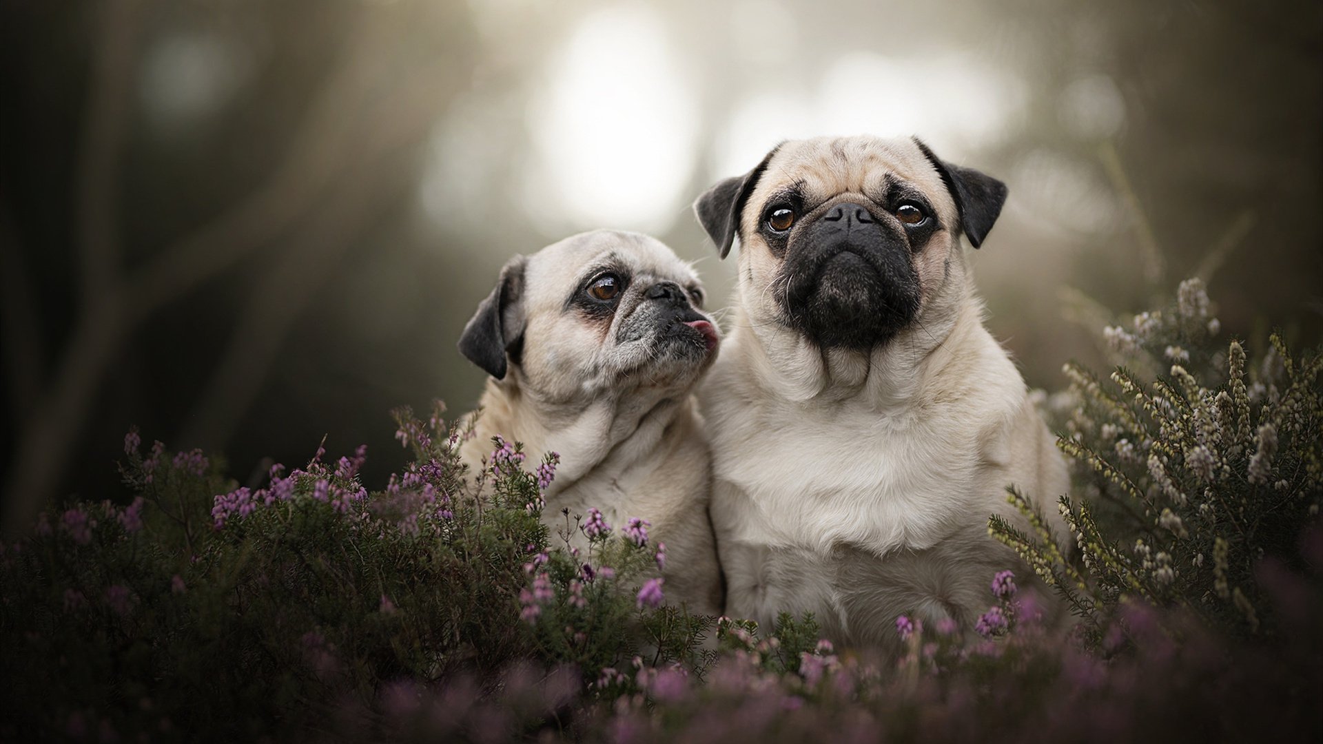 F1狂飙与桑巴舞步,当赛道引擎灼热了内马尔的夜晚