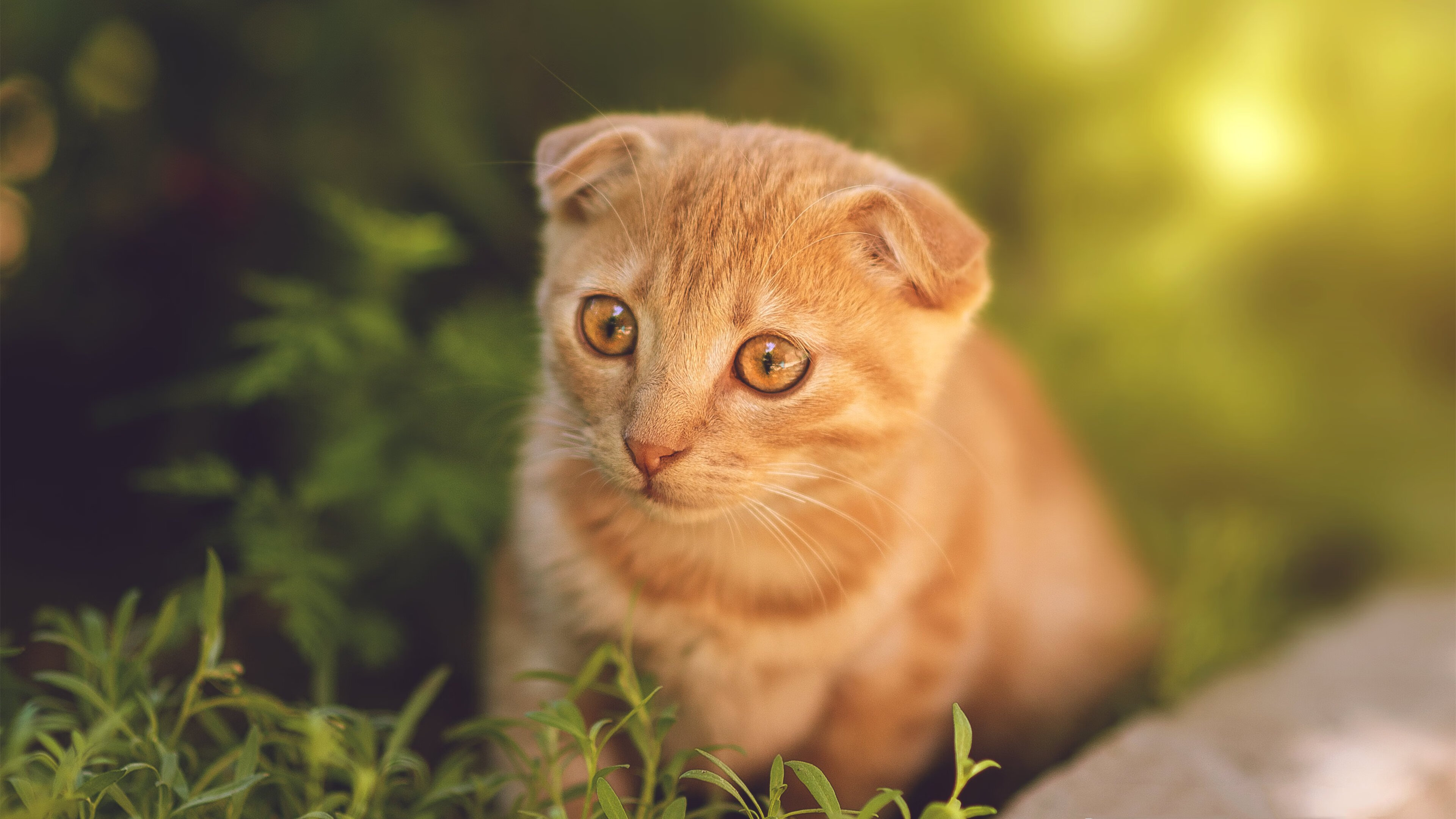 老鹰对阵上海队,福克斯的爆发之夜