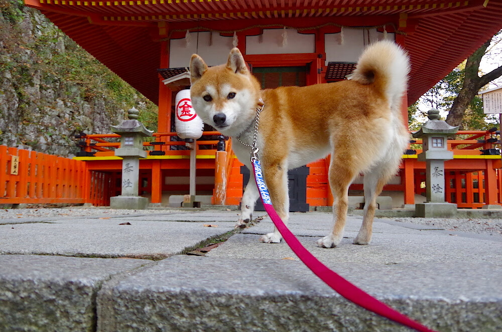 一夜两场决胜局，安联球场与费哲论坛的平行心跳