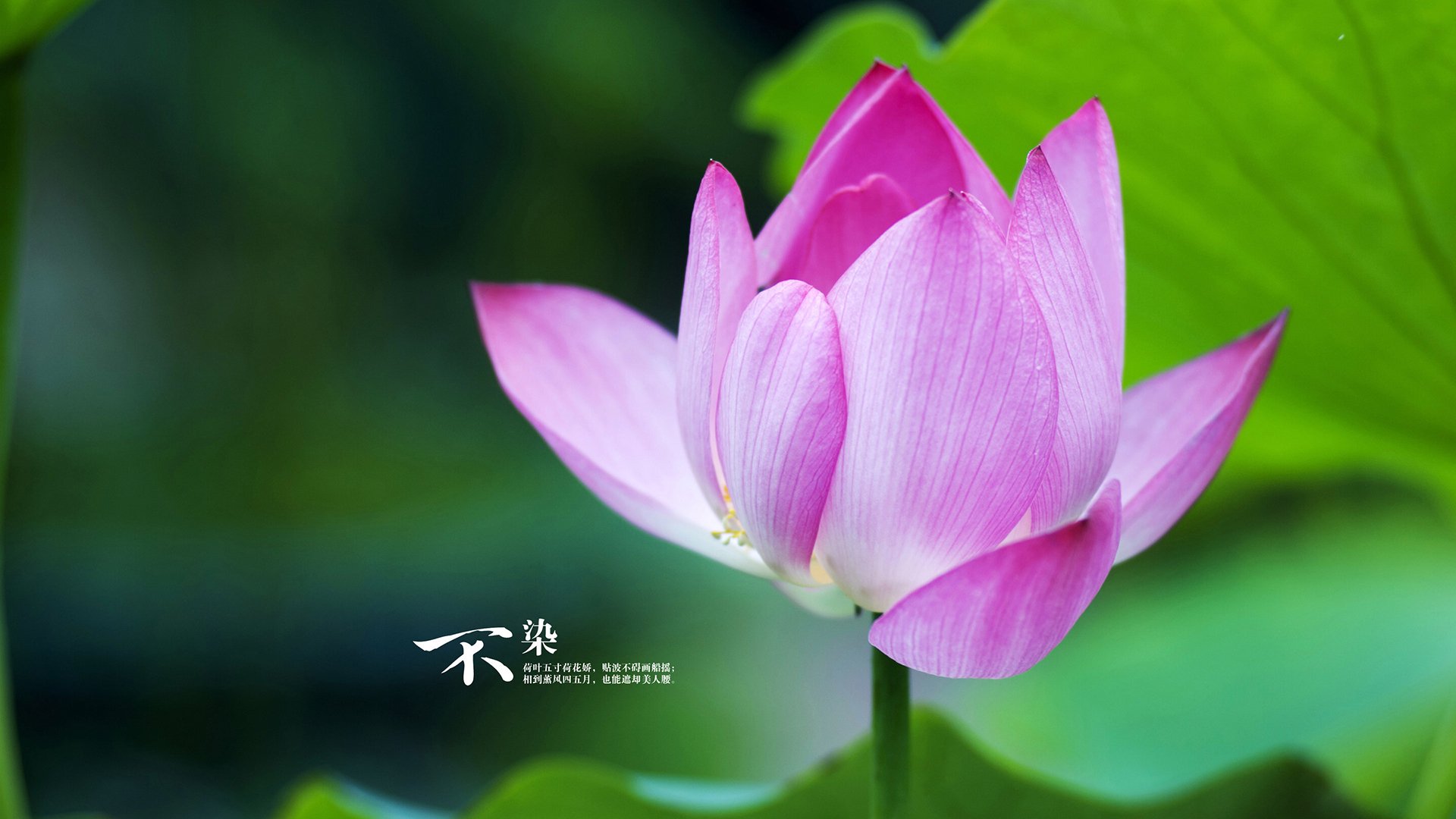 飓风之夜，抢七奇迹，尼日利亚六分钟闪电击溃皇家社会