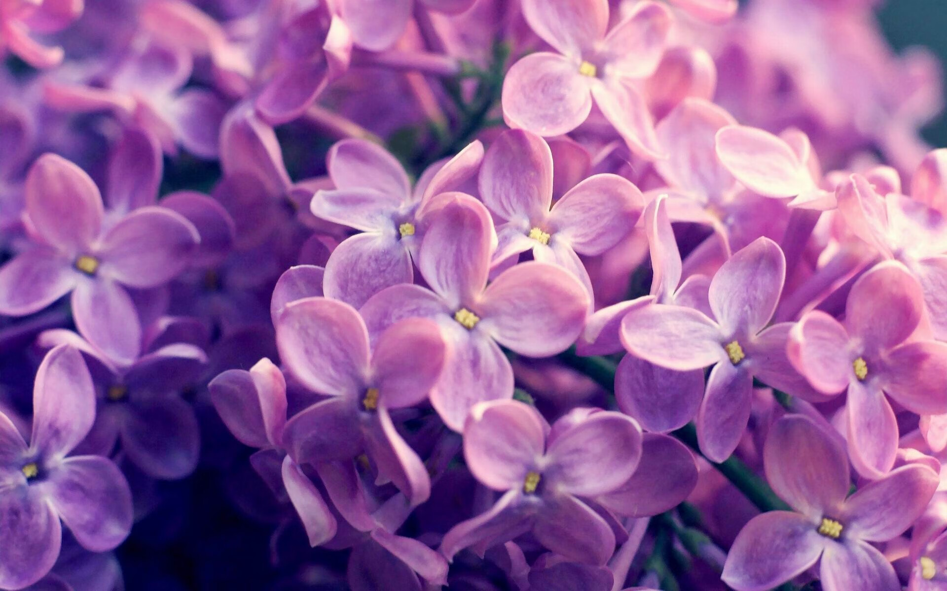 血脉觉醒，当贝恩撕碎快船防线，公牛的节奏成为他的心跳