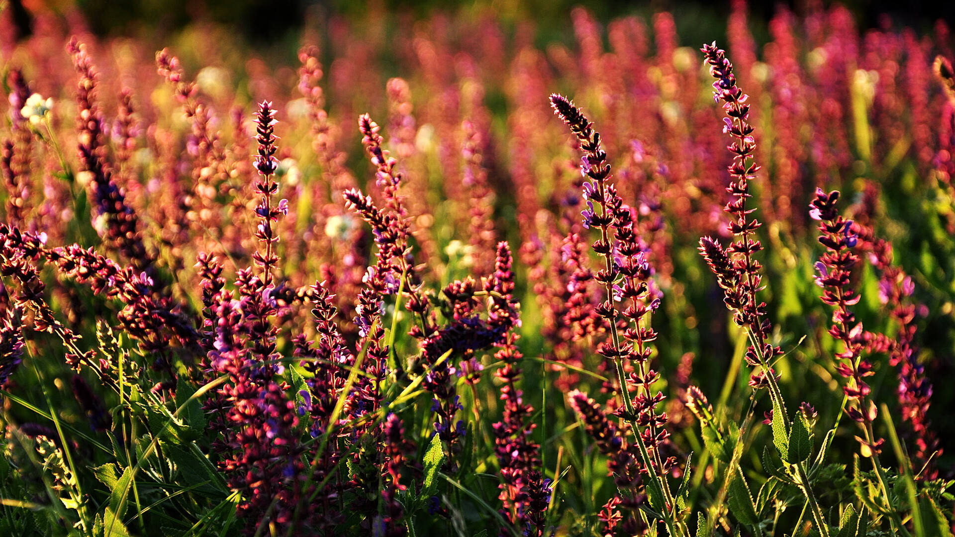 破壁之战，尼日利亚铁血突围阿尔及利亚，富安健洋式压力下完成英雄觉醒