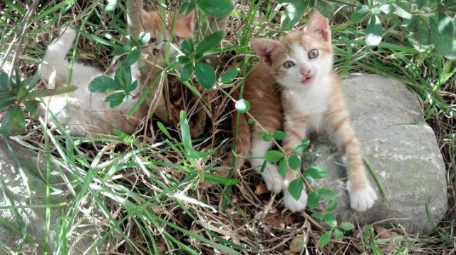 当塔图姆在赛道终点线前按下离合器，爵士的第7场加时赛刚刚开始