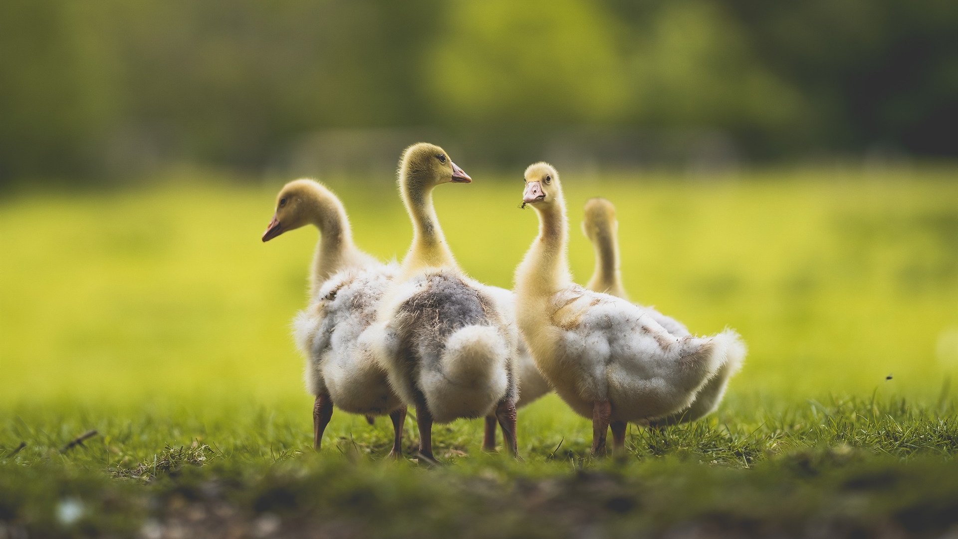 东北虎啸！吉林杜兰特封神之战，上海防线被他一人凿穿