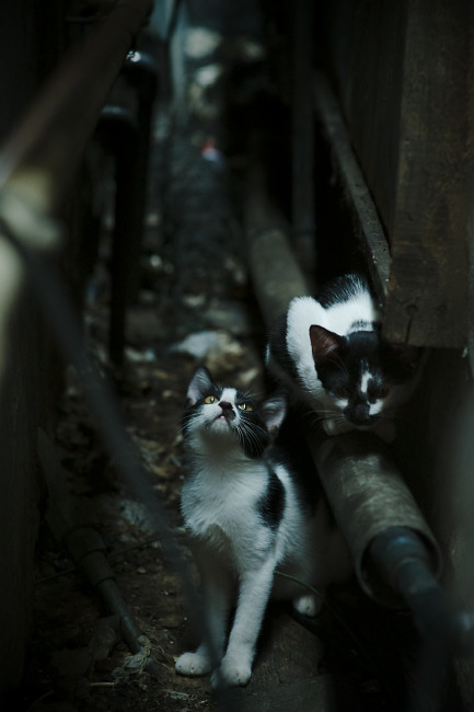 大场面先生，罗德里，于国家德比之夜加冕的终极硬核