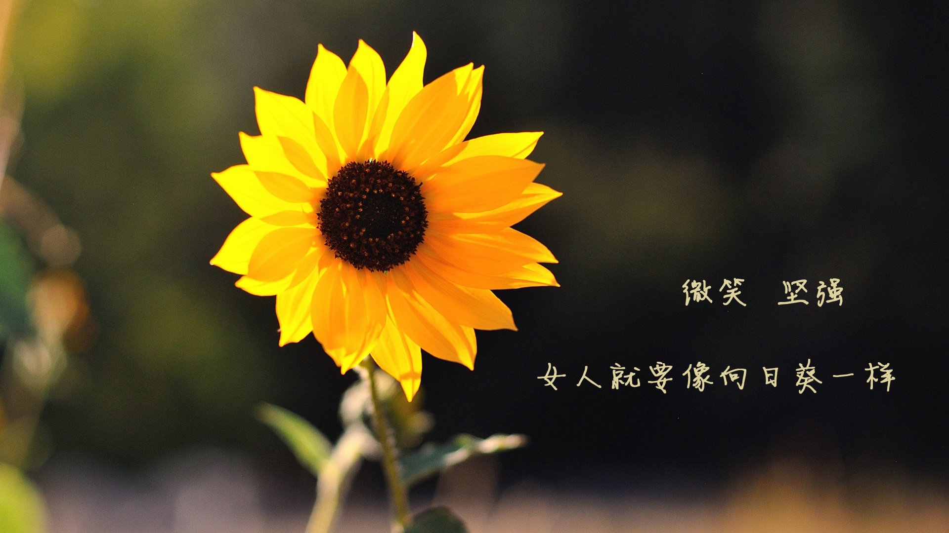 孤星与蓝白,2026世界杯E组关键战,当莱万的铁血反击撕裂阿根廷的华丽牢笼